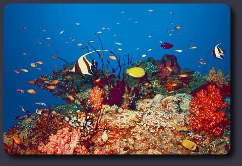 Taucher Unterwasser Fotografie